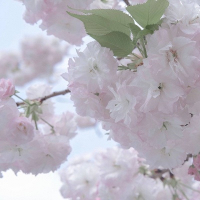 定结福瑞交流群